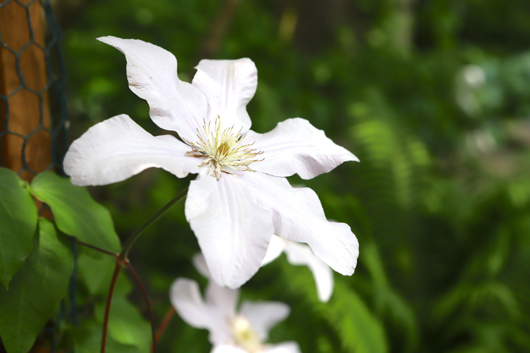 Newark Garden Tour